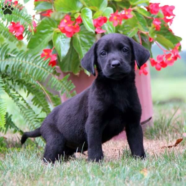 Muff, Labrador Mix Puppy