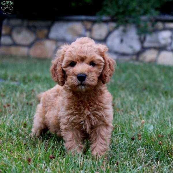 Muffin, Mini Goldendoodle Puppy