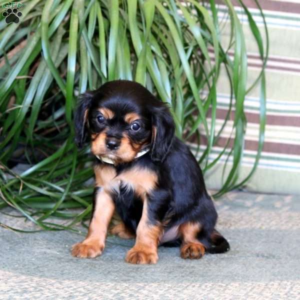 Muffin, Cavalier King Charles Spaniel Puppy