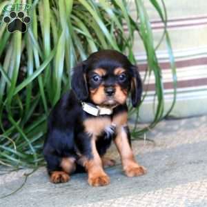 Muffin, Cavalier King Charles Spaniel Puppy