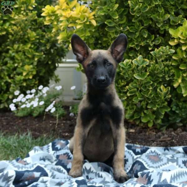 Murphy, Belgian Malinois Puppy