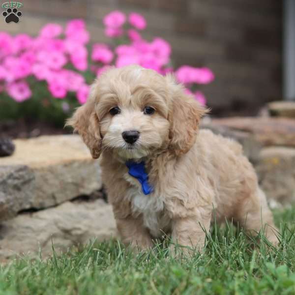 Myles, Cockapoo Puppy