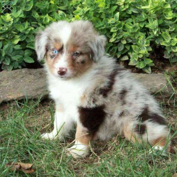 Mystery, Australian Shepherd Puppy