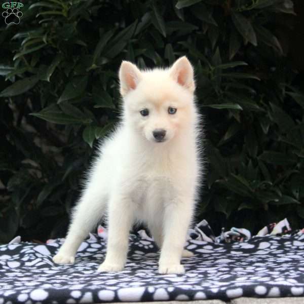 Nadia, Pomsky Puppy