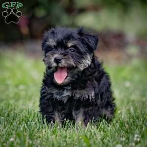 Naeveh, Miniature Schnauzer Puppy