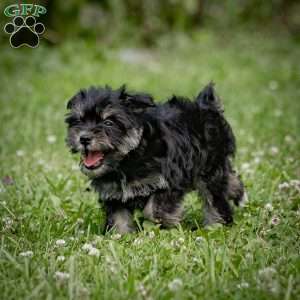 Naeveh, Miniature Schnauzer Puppy