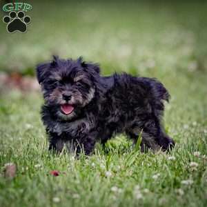 Naeveh, Miniature Schnauzer Puppy