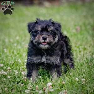 Naeveh, Miniature Schnauzer Puppy