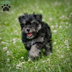 Naeveh, Miniature Schnauzer Puppy