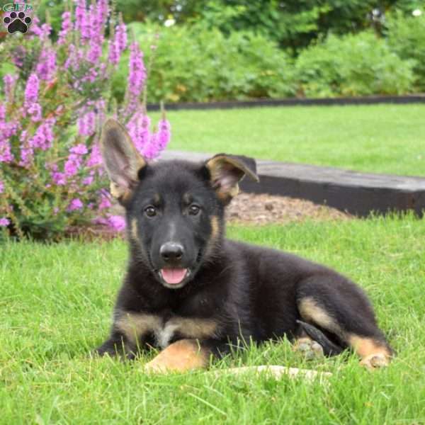 Nala, German Shepherd Puppy