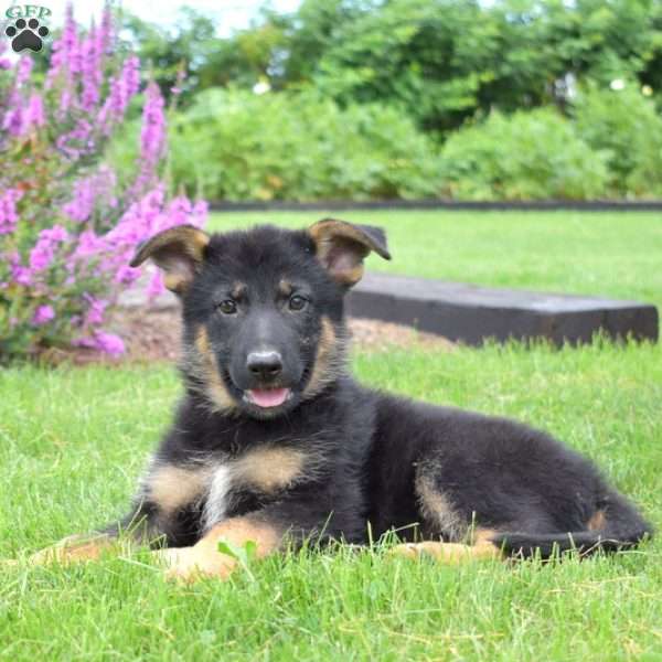 Nana, German Shepherd Puppy