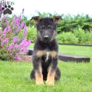 Nana, German Shepherd Puppy