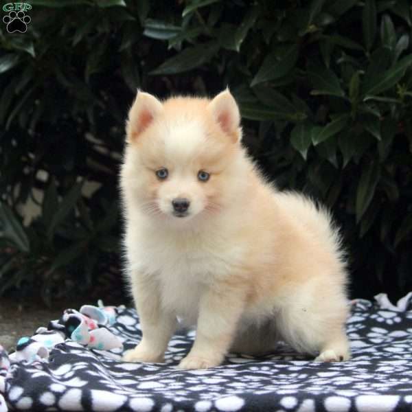 Naomi, Pomsky Puppy