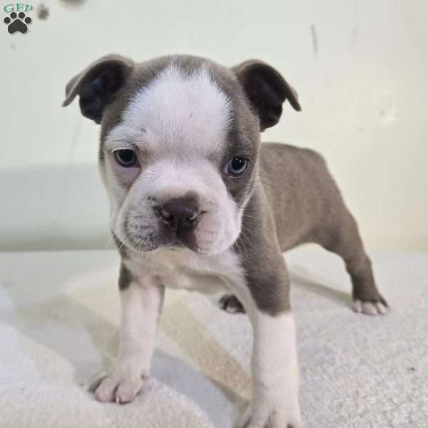 Napoleon, Boston Terrier Puppy