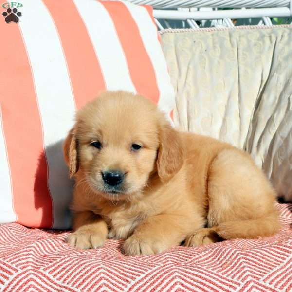 Nathan, Golden Retriever Puppy