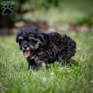 Nekia, Miniature Schnauzer Puppy