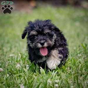 Nekia, Miniature Schnauzer Puppy