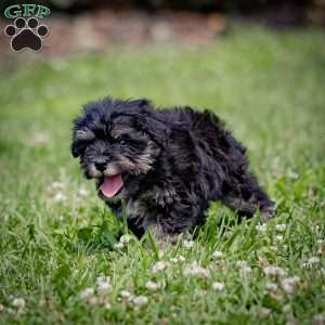 Nekia, Miniature Schnauzer Puppy