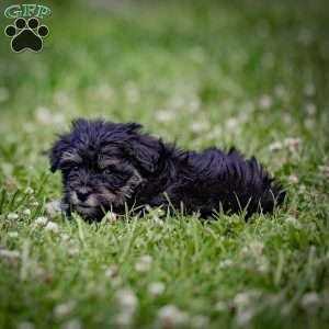 Nekia, Miniature Schnauzer Puppy