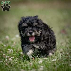 Nekia, Miniature Schnauzer Puppy