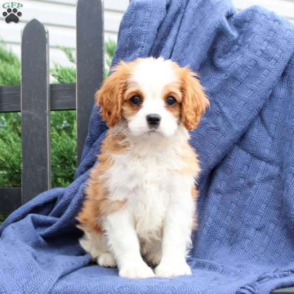 Nellie, Cavalier King Charles Spaniel Puppy