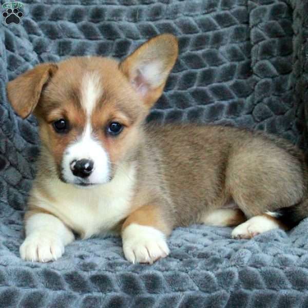 Nellie, Pembroke Welsh Corgi Puppy