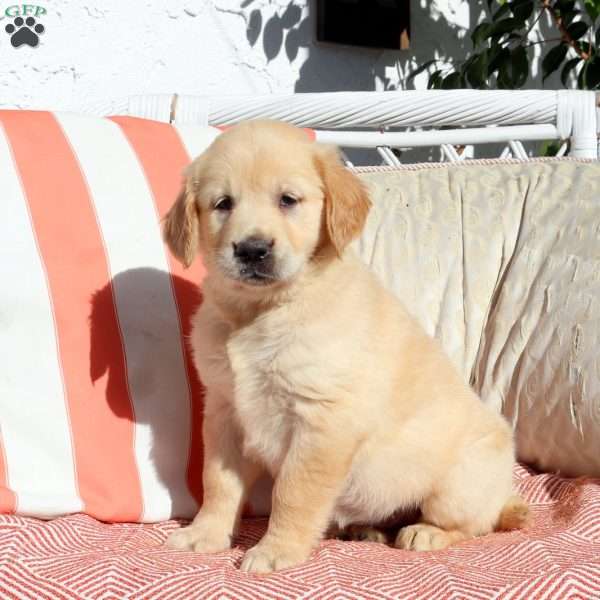 Nellie, Golden Retriever Puppy