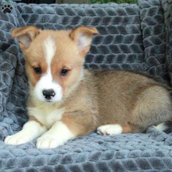 Nelson, Pembroke Welsh Corgi Puppy