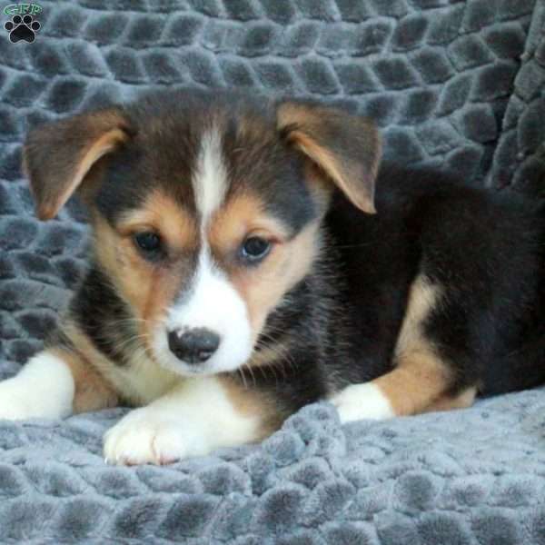 Neo, Pembroke Welsh Corgi Puppy