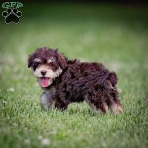 Nessie, Miniature Schnauzer Puppy