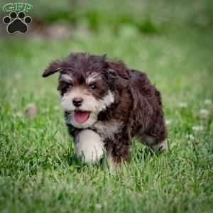 Nessie, Miniature Schnauzer Puppy