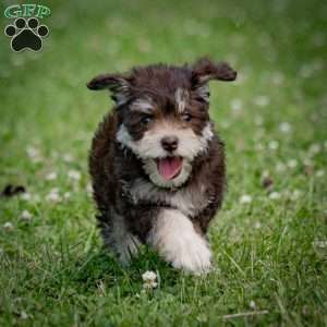 Nessie, Miniature Schnauzer Puppy