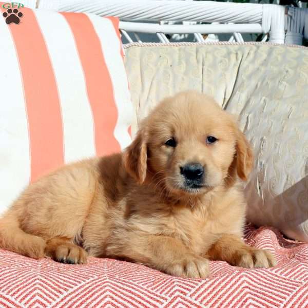 Newton, Golden Retriever Puppy