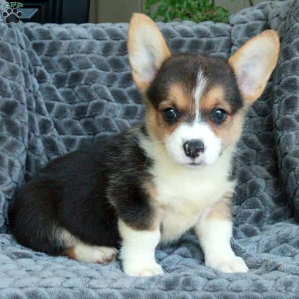 Niall, Pembroke Welsh Corgi Puppy