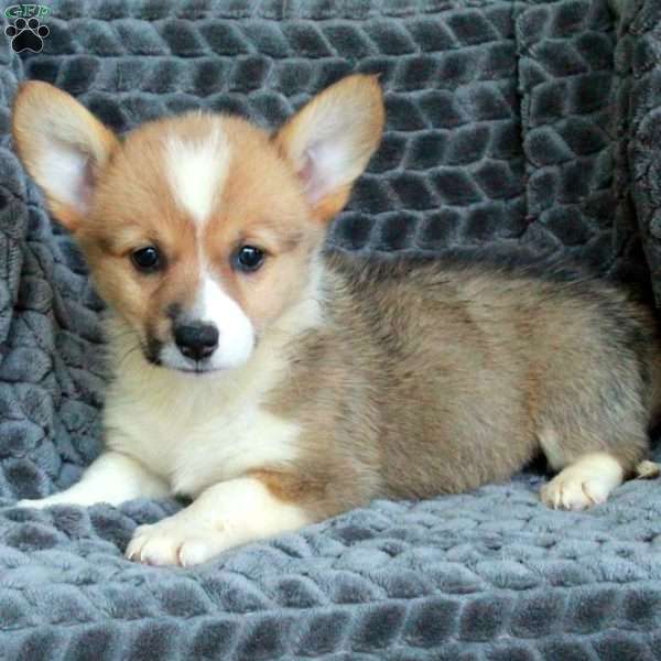 Nicola, Pembroke Welsh Corgi Puppy