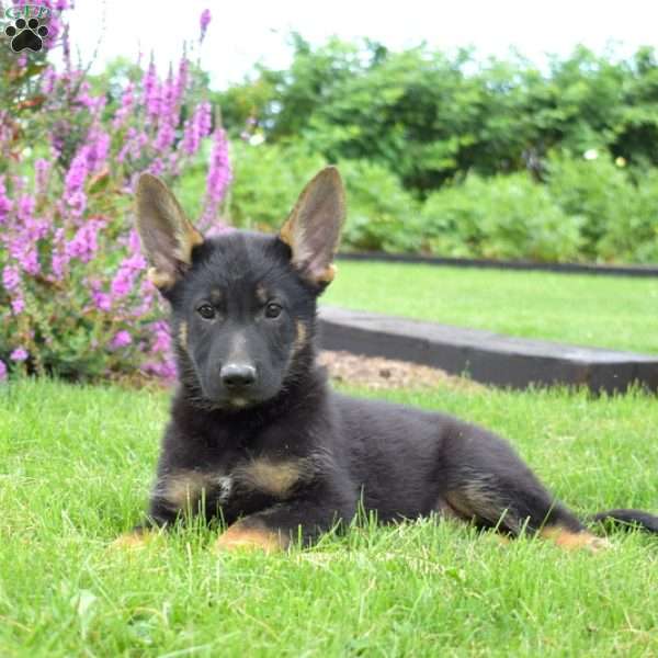 Nike, German Shepherd Puppy