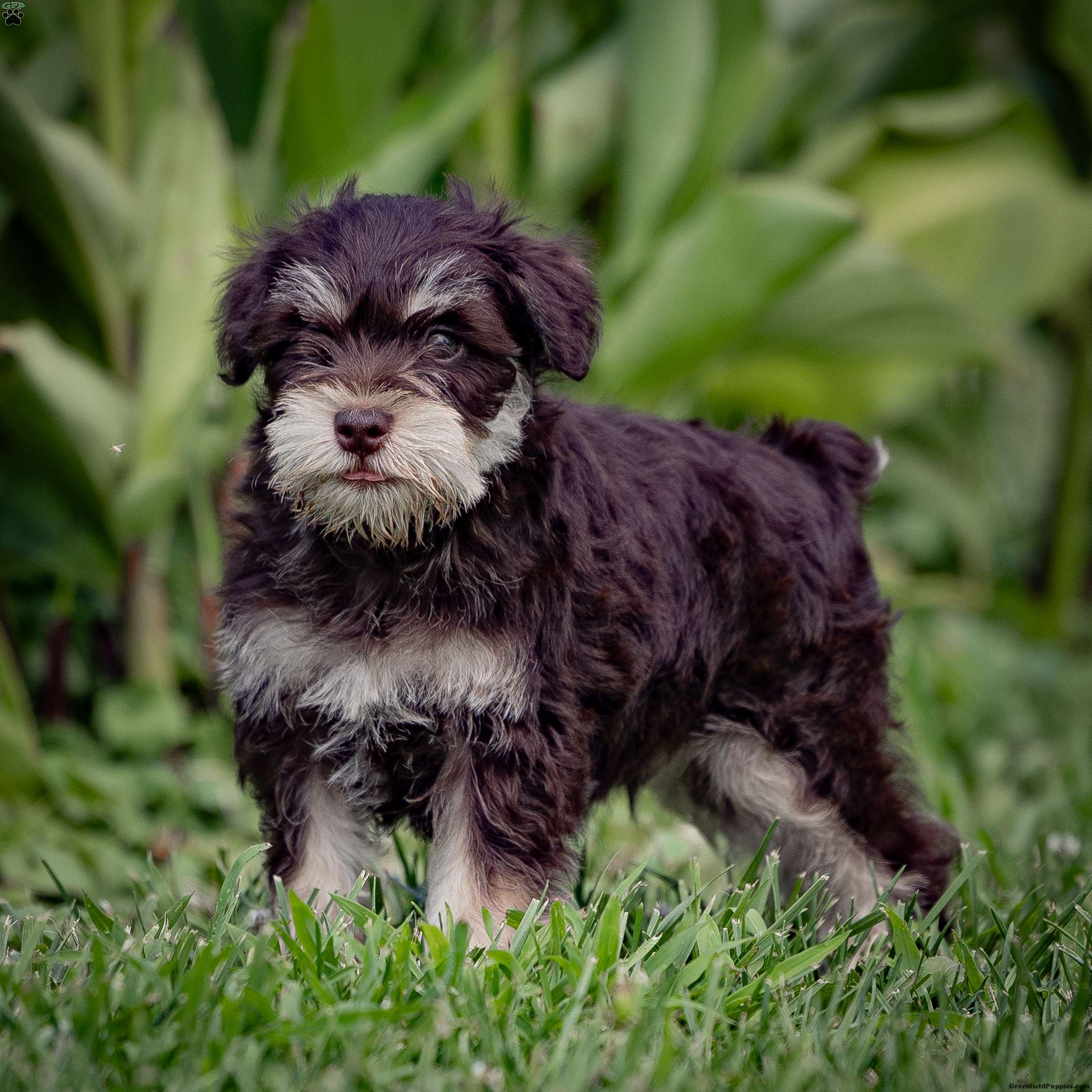 Niko - Miniature Schnauzer Puppy For Sale in Pennsylvania