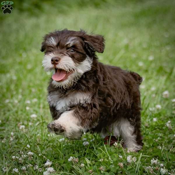 Niko, Miniature Schnauzer Puppy