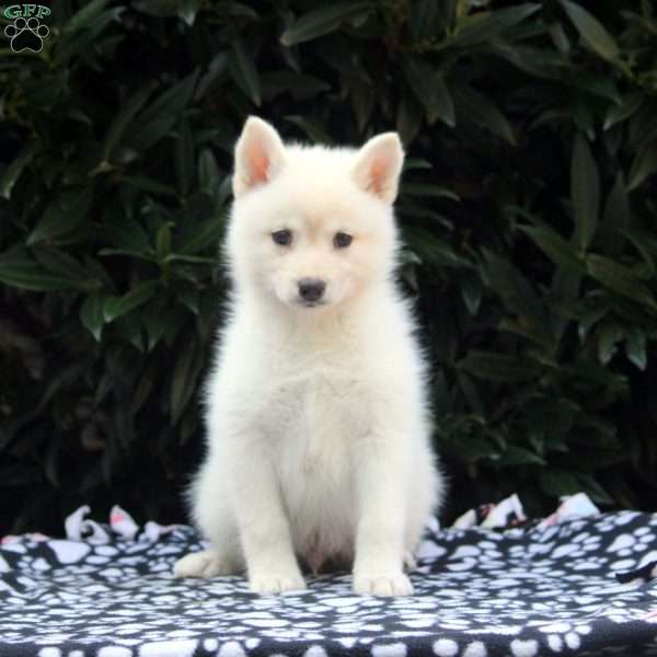 Niko, Pomsky Puppy