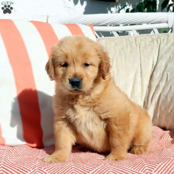 Noble, Golden Retriever Puppy