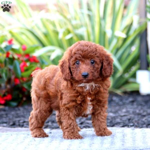 Noble, Miniature Poodle Puppy