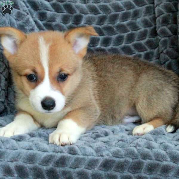 Nolan, Pembroke Welsh Corgi Puppy