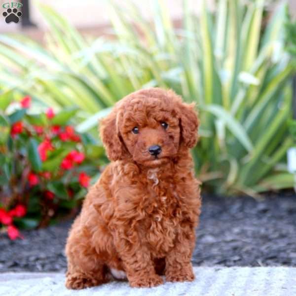 Nolan, Miniature Poodle Puppy