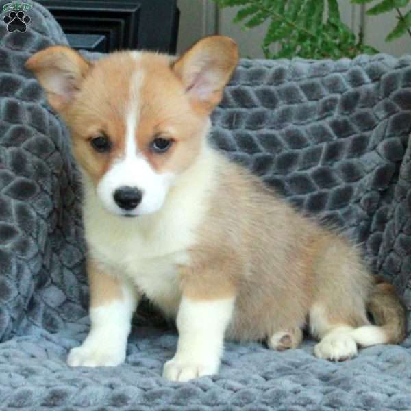 Nora, Pembroke Welsh Corgi Puppy