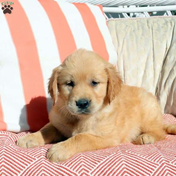 Nora, Golden Retriever Puppy