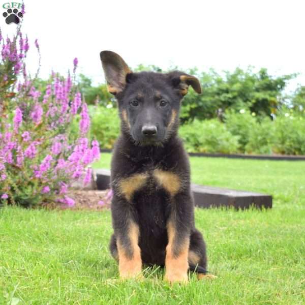 Nova, German Shepherd Puppy