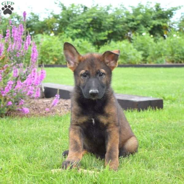 Nutella, German Shepherd Puppy