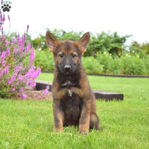 Nutmeg, German Shepherd Puppy