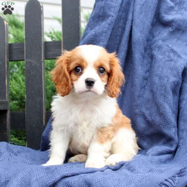 Nutmeg, Cavalier King Charles Spaniel Puppy