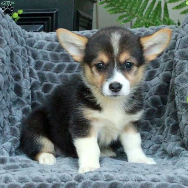 Nyx, Pembroke Welsh Corgi Puppy